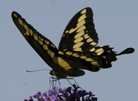 Giant Swallowtail